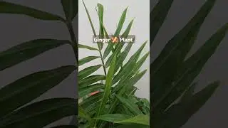#ginger #plants #gardeing #adarak #unique #garden #trending #shorts #viralshorts #homegarden