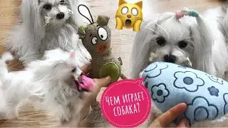 Мальтийская болонка Иви: как живет, какие игрушки выбирает? (обзор, первый влог)