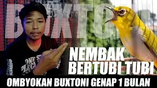 HANYA 1 BULAN OMBYOKAN BUXTONI AKHIRNYA NEMBAK PANJAAAANGG