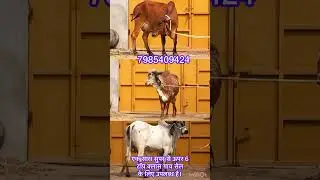 Gir cow for sale #cowmandi #forsale