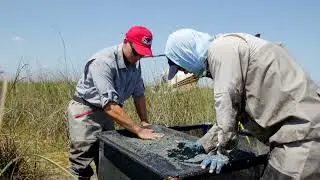 Water, Wildlife, and Waders: FAU Master's Student Research Protects the Everglades Food Chain