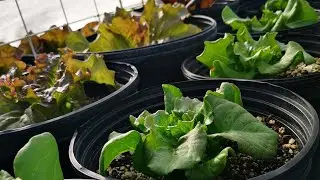 How to stop slugs eating lettuce