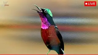 Hummingbird Song Nature Sounds - Relaxing Bird Sounds for Sleeping - Calming Birds Chirping Ambience