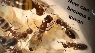 How does an ant become a queen 🐜👑