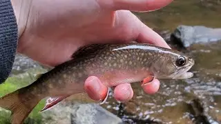 Small Stream Nymphing for Brooks and Browns | Fly Fishing PA |
