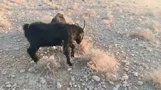 The fight of two goats🐐vs🐐
