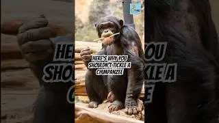 Why You Shouldn't Let a Chimpanzee Tickle You #podcast #science #scientist #chimpanzee #tickles
