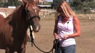 Horse Handling - COS