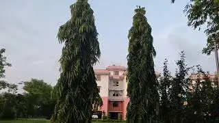 Sparroww gauraiya in evening time going back to their nest.