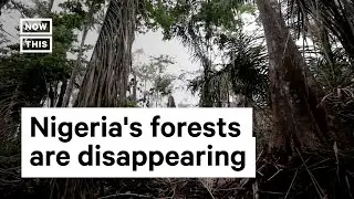 Loss of Trees in Nigeria Puts Lives at Risk