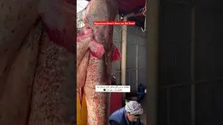 You Won&rsquo;t Believe These Fish Are in Afghanistan 🐟🇦🇫 #shorts