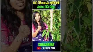 A tree that cures 100 diseases in a pinch..#Addasaram Plant# HealthTree#healthtips#healthissues#cough