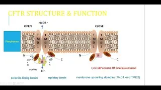 Cystic Fibrosis Transmembrane conductance Regulator (CFTR); structure, function and mutation