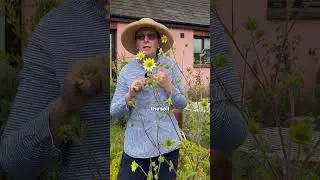 Silphium mohrii (zones 4&ndash;8) aka Mohr's Rosinweed
