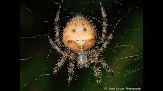 Macro Photography - Spotted Orb Weaver Spider at Night