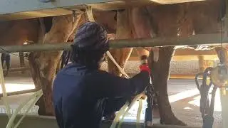✌️Machine Milking(Milking parlour)🫶