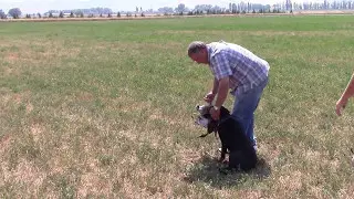 Oscar doing Pile Work