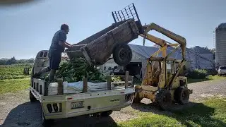 Pickup Truck Sweet Corn Sales