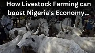 How Livestock Farming Boosts Nigeria's Economy and Creates Jobs