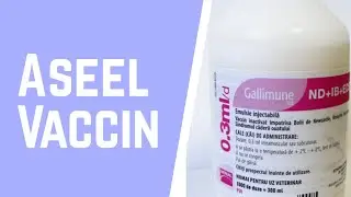 Aseel Vaccination , Gallimune , Aseel Care ..