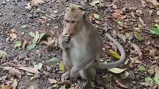 The rain just starting so he takes a shelter with some lotus fruits.