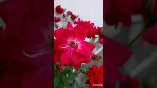 Beautiful indian roses❤️❤️#flowers#gardening#plants#goodmorning #trendingshorts