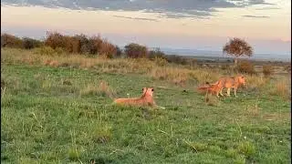Female Lions #wildlife #nature #animals #safari #africa #kenya