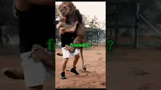 LION HUMAN BOND! #cuteanimals #animals #pets #cute #animalrescue #animalstories #animalbonding