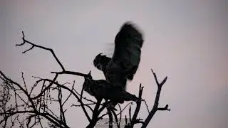 Great horned owls mating compilation