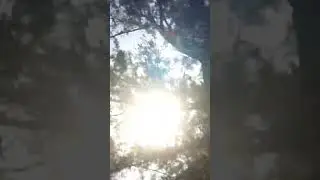 El sol a través de un pino ❤️