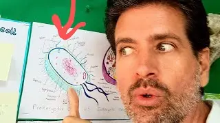 IB DP Biology exam hack! Antibiotic resistance, Natural selection! Chapter 5.