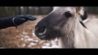 Pastaiga gar Lielupi Jelgavā | www.phovid.net