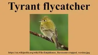 Tyrant flycatcher