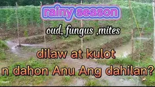 na ngungulot at na ninilaw na Ang dahon nang ating ampalaya