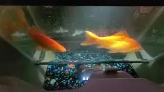 fish tank fail