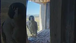 a ghost in the tower! 👻 FalconCam Project #falcons #peregrinefalcon #birds