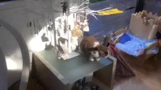 Pesky wabbit