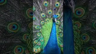 PAVO REAL - MARAVILLOSO Y MAGICO #pavoreal #ecuador