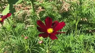Rubenza Cosmos has the most dramatic color!!!&rsquo;