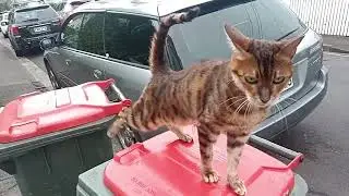 路遇一只品种特殊的小猫，毛色像小豹子一样，而且它不是趴在车底下，居然是趴在垃圾桶上。不过小家伙还是挺友善的，撸撸毛也不生气。很可爱的一只。有谁认得它是什么品种，可以在评论区告诉张婶儿一声哈！#猫咪