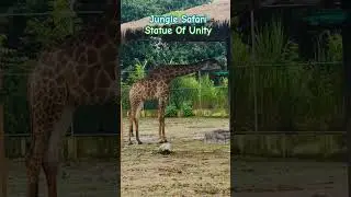 Jungle Safari (Statue Of Unity) #gujarat #gujarattourism  #ytshorts #travel