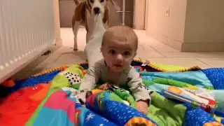 FUNNY BEAGLE COMPILATION Ft.Louie & Marie The beagles