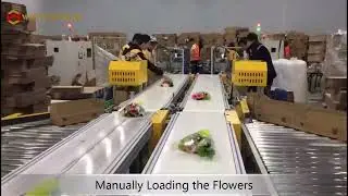 WIN-WIN PACK Flowers Packaging Automation System