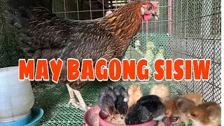 ANG DAMING SISIW NG ATING NATIVE CHICKEN HEN|UPDATE SA AMING BACKYARD