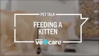 Pet Talk - Feeding a Kitten