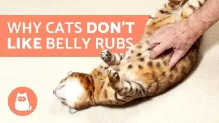 Why Cats Don't Like Their Belly Rubbed