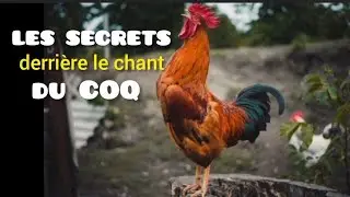D&eacute;couvrez le langage cach&eacute;derri&egrave;re le chant du coq, les gesteset les sons des poules et despoussins.