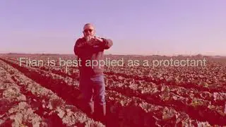 Filan fungicide &ndash; Sclerotinia control for leafy vegetables