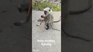 #monkey video #baby monkey eating fruits#baby monkey cutis youtube #baby monkey youtube shorts#funny