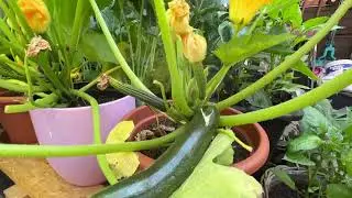Wie Obst und Gem&uuml;se in unerem Garten w&auml;chst